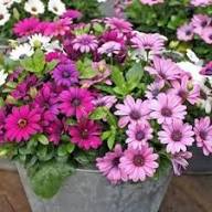 Osteospermum Flower Seeds for Planting | Heirloom Non-GMO Organic Garden Seeds, Vibrant Colors, High Germination