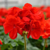 Geraniums Deep Red Flower Seeds for Planting – Heirloom Non-GMO High Germination Organic Garden Seeds