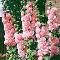 Pale Pink Hollyhock Flower Seeds for Planting – Heirloom Non-GMO High Germination Organic Garden Seeds