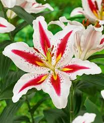 Red White Lilium Flower Seeds for Planting – Vibrant Colors, Heirloom, Non-GMO, High Germination Organic Garden Seeds