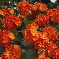 Geum Rossii Flower Seeds for Planting – Heirloom, Non-GMO, Premium Quality Garden Seeds