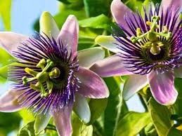 Passion Flower Seeds for Planting Mixed Colors – Long Bloom Season, Heirloom, Non-GMO, High Germination Organic Garden Seeds
