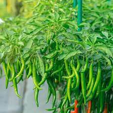 Light Green Pepper Seeds for Planting – Heirloom Non-GMO Mild Vegetable Seeds with High Germination for Organic Gardens