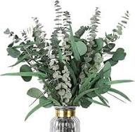 Mixed Eucalyptus Flower Seeds for Planting – Heirloom Non-GMO Vibrant Colors Organic Garden Seeds