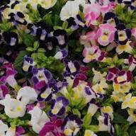 Mix Fournieri Flower Seeds for Planting - Hardy Variety, Heirloom &amp; GMO Free Seeds for Home Garden Non-GMO