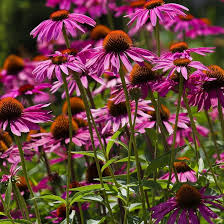 ConeFlower Seeds for Planting – Seasonal Bloomer, Heirloom, Non-GMO, High Germination Garden Seeds