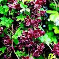 Chocolate Clematis Flower Seeds for Planting Heirloom Non-GMO High Germination Organic Garden Seeds