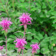 Pink Wild Bergamot Monarda Fistulosa Bee Balm Seeds for Planting – Hardy, Heirloom, Non-GMO, Organic Garden Seeds