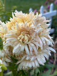 Heirloom Chrysanthemum Perennial Flower Seeds for Planting – Non-GMO, High Germination, Organic Garden Seeds, Sun-Loving Blooms
