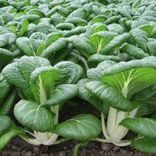 Bok Choy Vegetable Seeds for Planting – Heirloom & Non-GMO Garden Seeds
