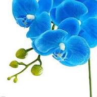 Blue Butterfly Orchid Flower Seeds for Planting – Heirloom, Non-GMO, High Germination Organic Seeds