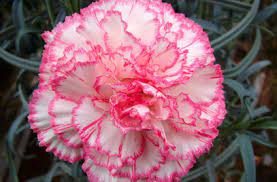 Carnation Pink White Flower Seeds for Planting – Heirloom, Non-GMO, High Germination Organic Garden Seeds