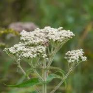 White Eupatorium Perfoliatum Flower Seeds for Planting | Heirloom Non-GMO High Germination Organic Garden Seeds