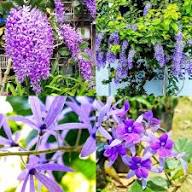 Purple Ivy Flower seeds for Planting – Wildflower Mix, Heirloom & GMO Free Seeds for Home Garden, High Germination