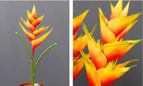 Heirloom Heliconia Wagneriana Flower Seeds for Planting – Low Maintenance, Non-GMO, High Germination Organic Garden Seeds