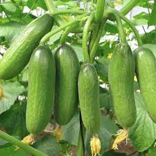 Sky Blue Cucumber Vegetable Seeds for Planting – Heirloom & Non-GMO Seeds