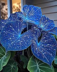 Sky Blue Caladium Flower Seeds for Planting – Heirloom, Non-GMO, High Germination Organic Garden Seeds
