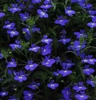 Erinus Flower Seeds for Planting – Wildflower Mix, Heirloom, Non-GMO, High Germination Organic Garden Seeds