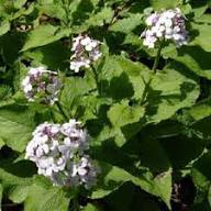 White Lunaria Flower Seeds for Planting – Heirloom, Non-GMO, High Germination Organic Garden Seeds