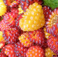 Fruit Seeds,Garden seeds, Seeds For Planting,Plant Seeds