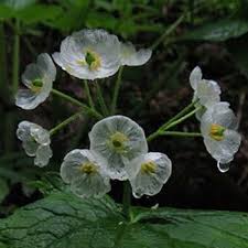 Skeleton Flower Seeds for Planting – Wildflower Mix Heirloom Non-GMO Seeds for Home Garden