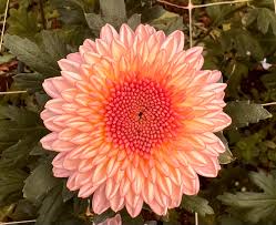 Orange China Aster Flower Seeds for Planting – Drought Tolerant, Heirloom, Non-GMO, High Germination Organic Garden Seeds