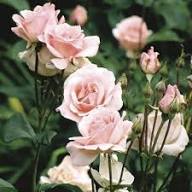Pink Dawn Rose Flower Seeds for Planting – Heirloom, Non-GMO, High Germination Garden Seeds