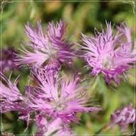 Dianthus Superbus Flower Seeds for Planting | Heirloom Non-GMO Organic Garden Seeds