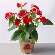 Anthurium Dark Orange Flower Seeds for Planting – Heirloom, Non-GMO, High Germination Organic Garden Seeds