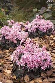 Light Pink Saxifraga Flower Seeds for Planting – Heirloom Non-GMO, High Germination Organic Garden Seeds