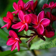 Frangipani Flower Seeds for Planting – Heirloom, Non-GMO, High Germination Organic Garden Seeds
