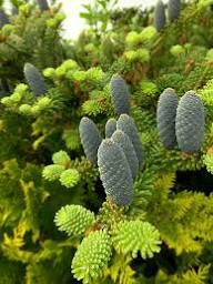 Violet Abies Flower Seeds for Planting – Heirloom, Non-GMO, High Germination Organic Garden Seeds
