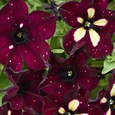 White & Maroon Petunia Flower Seeds for Planting – Easy to Grow Heirloom Non-GMO GMO Free Seeds for Home Garden
