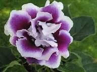 Violet White Gloxinia Flower Seeds for Planting | Heirloom Non-GMO High Germination Organic Garden Seeds