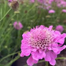 Purple Pincushion Flower Seeds for Planting – Cottage Garden Essential, Heirloom, Non-GMO Seeds for Home Garden