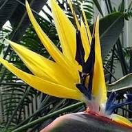 Violet Yellow Strelitzia Flower Seeds for Planting | Heirloom Non-GMO Organic Garden Seeds, Premium Quality, High Germination