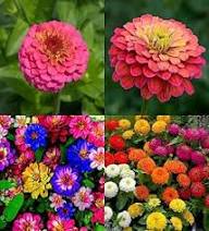 Zinnia Orange Flower Seeds for Planting – Bright Blooms | Heirloom, Non-GMO, High Germination Seeds