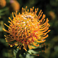 Leucospermum Flower Seeds for Planting – Heirloom Non-GMO Fragrant Blossoms Organic Garden Seeds