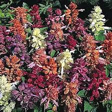 Salvia Splendens Flower Seeds 