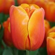 Tulip Flower Seeds for Planting – Heirloom Non-GMO High Germination Organic Garden Seeds
