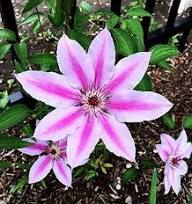 Light Pink Clematis Flower Seeds for Planting | Heirloom Non-GMO Organic Garden Seeds, Easy to Grow, High Germination