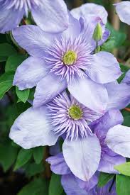 Light Blue Clematis Flower Seeds for Planting – Low Maintenance, Heirloom & Non-GMO Home Garden Seeds