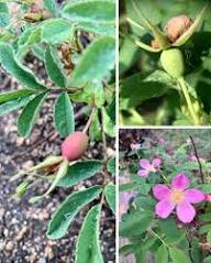 Rosehip Flower Seeds for Planting – Wildflower Mix, Heirloom, GMO Free Organic Garden Seeds