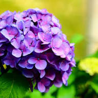 Purple & Dark Blue Hydrangea Flower Seeds for Planting – Heirloom, Non-GMO, High Germination Organic Garden Seeds