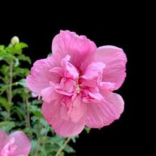 Pink Hibiscus Syriacus Flower Seeds for Planting – Heirloom Non-GMO High Germination Organic Garden Seeds