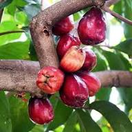 Purple Apple Fruit Seeds for Planting – Heirloom Non-GMO High Germination Organic Garden Seeds