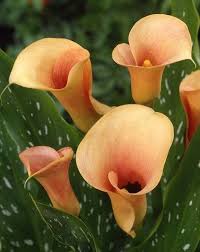 Peach Calla Flower Seeds for Planting – Heirloom Non-GMO High Germination Organic Garden Seeds