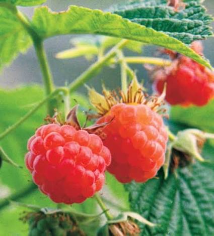 Raspberry Heritage Seeds 