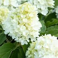 Seaside Serenade Bar Harbor Hydrangea Flower Seeds for Planting – Heirloom Non-GMO, High Germination Organic Garden Seeds