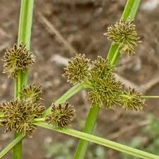 Yellow Cyperus Papyrus Flower Seeds for Planting - Cut Flower Favorite, Heirloom & Non-GMO Seeds for Home Garden